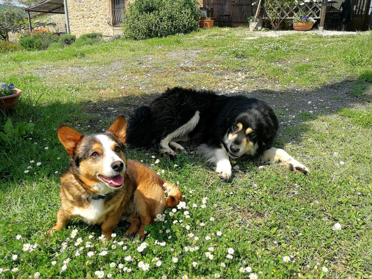 Agriturismo Apparita Montecastelli Pisano 外观 照片